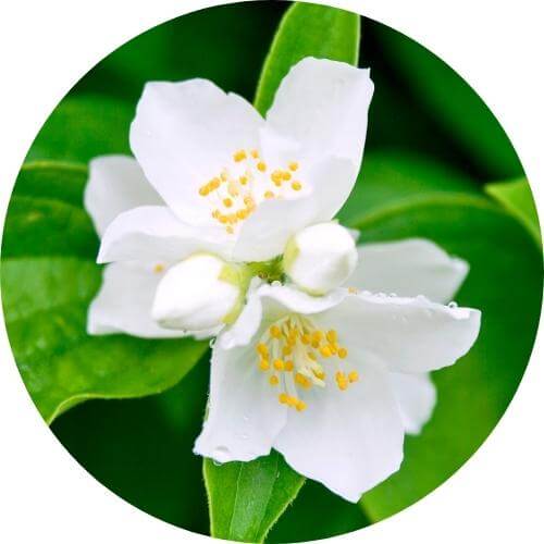 Jazmín kvet účinky | ClikkTEA